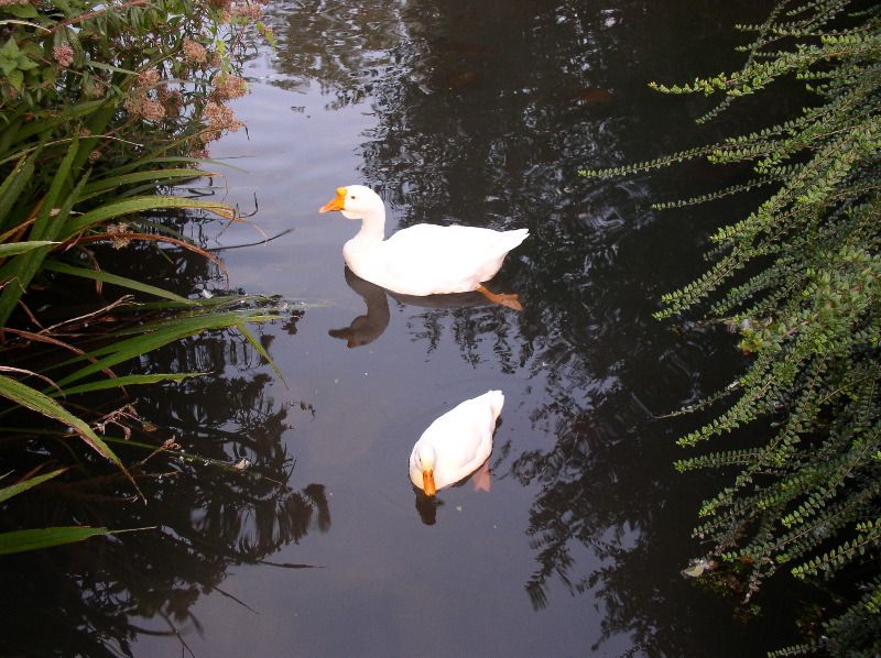 B&B near Blois - ducks