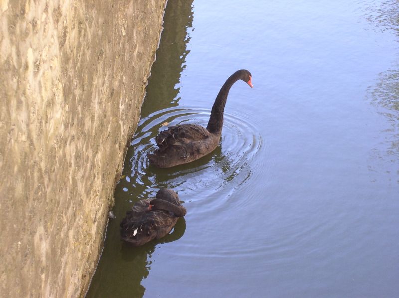 Chenonceau - swans