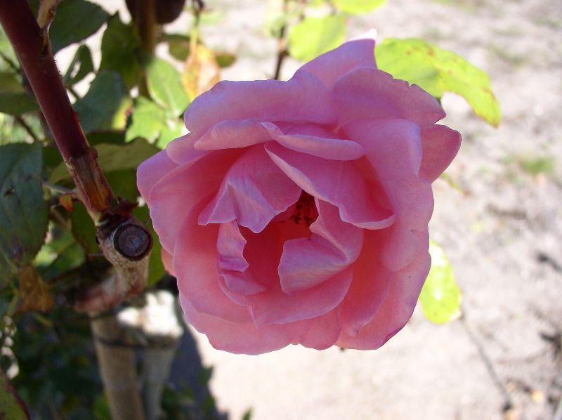 Chenonceau - rose