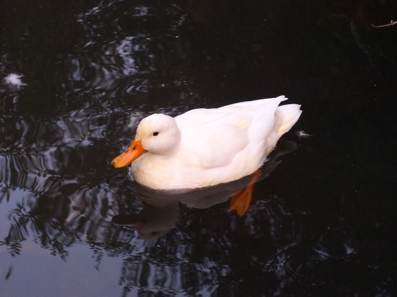 B&B near Blois - duckie