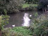 B&B near Blois - duck pond