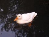 B&B near Blois - duckie
