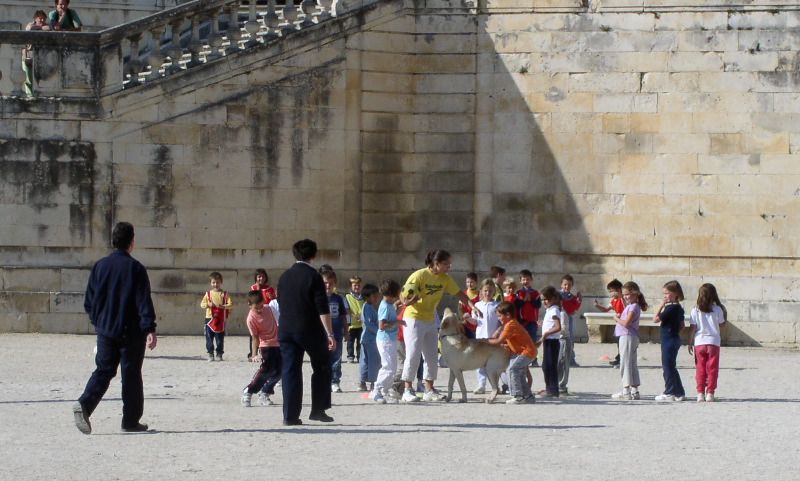 Nime - friendly dog causing trouble