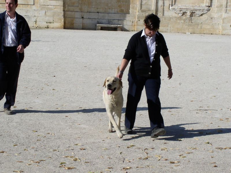 Nime - friendly dog gone