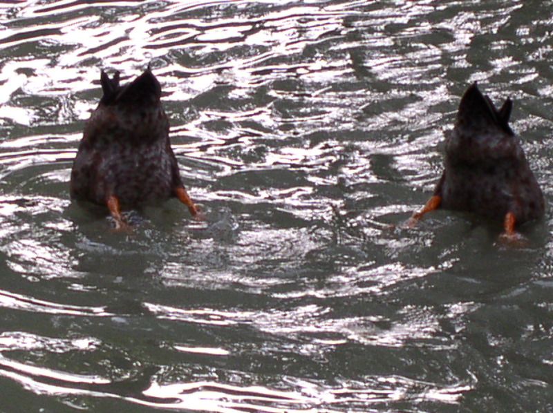 Avignon - upended ducks