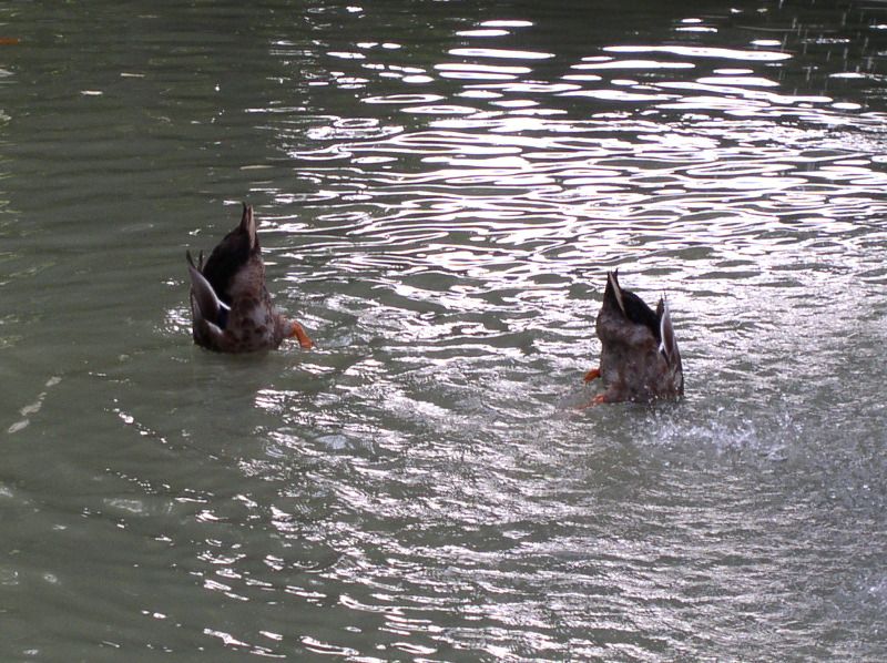 Avignon - upended ducks