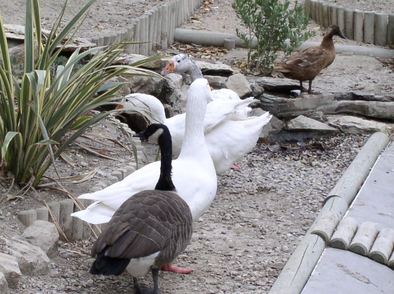Avignon - ducks & geese