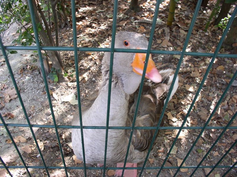 Avignon - curious gander