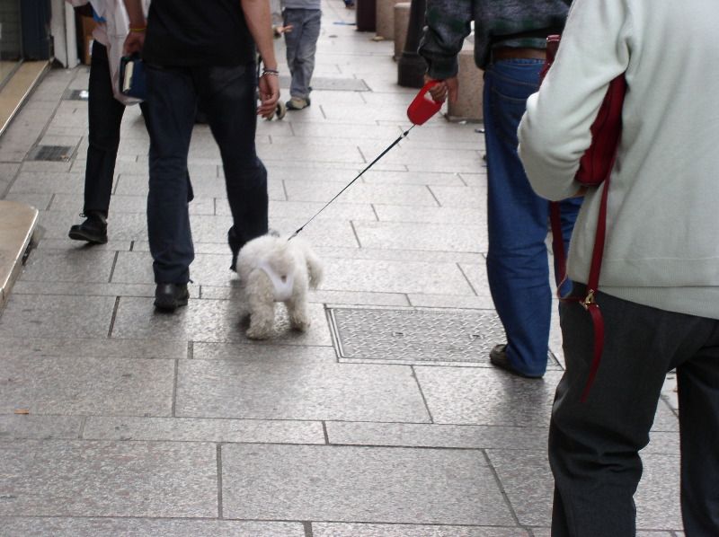 Avignon - poodle with pants