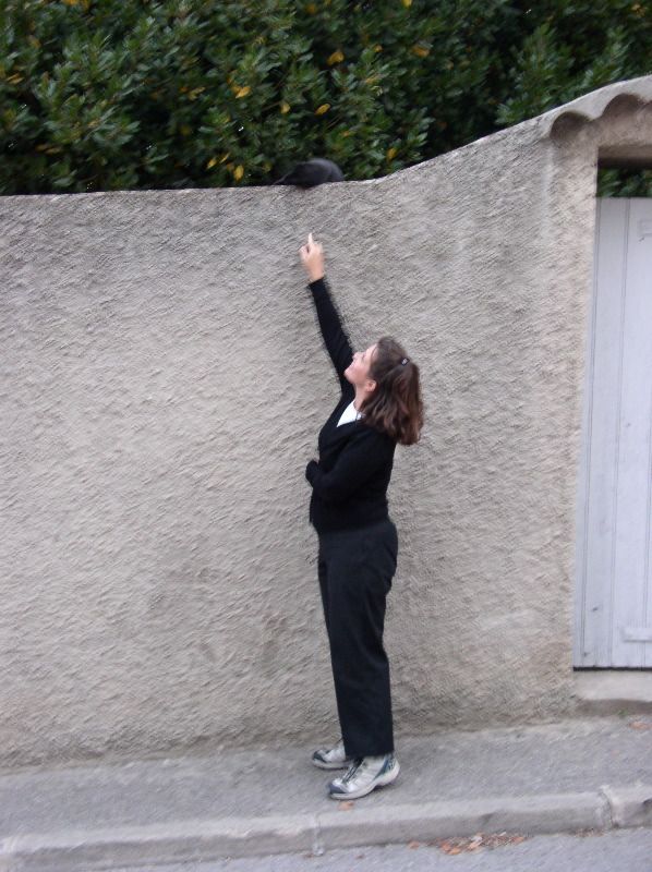 Peynier - playful cat