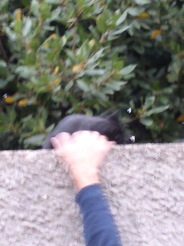 Peynier - playful cat