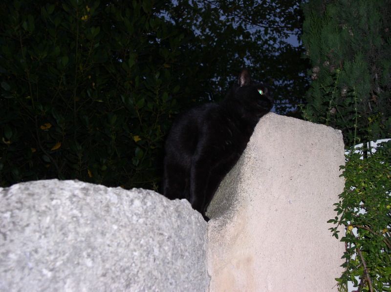 Peynier - invisible cat