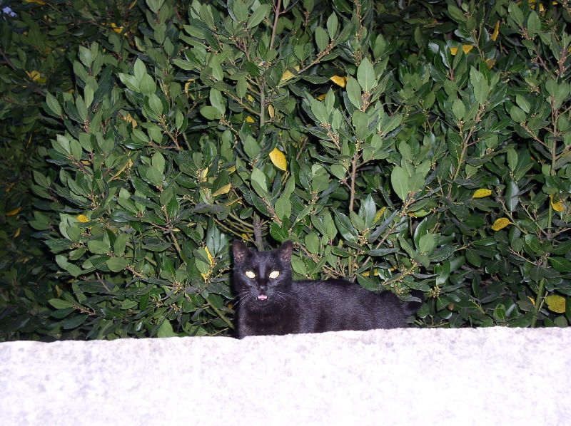 Peynier - evil playful cat