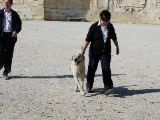 Nime - friendly dog gone