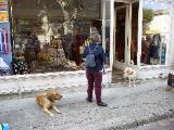 St. Remy de Provence - market dogs