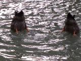 Avignon - upended ducks