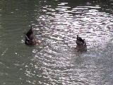 Avignon - upended ducks