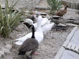 Avignon - ducks & geese