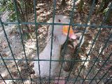 Avignon - curious gander