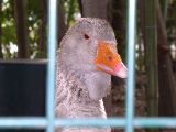 Avignon - curious gander
