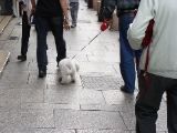 Avignon - poodle with pants