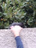 Peynier - playful cat