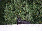Peynier - evil playful cat